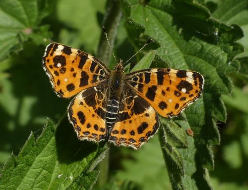 Réf. 181 436 : Araschnia levana